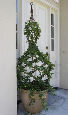 a potted plant sitting in front of a white door