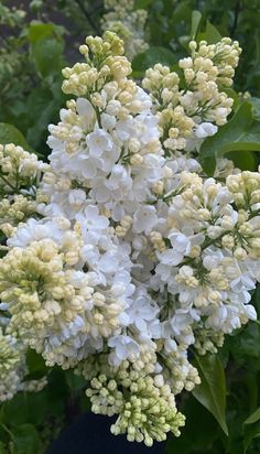 the white flowers are blooming on the bush in the garden, and it's hard to tell what color they are