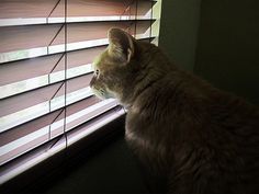 a cat sitting in front of a window with blinds