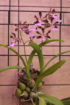 purple orchids are growing in a pot on a table next to a tile wall