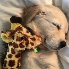 a dog sleeping next to a stuffed giraffe on top of a white blanket