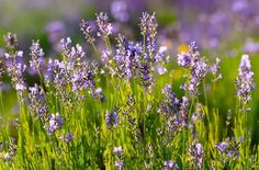 lavender flowers are growing in the grass