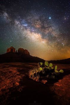 the night sky is filled with stars and bright lights, as well as some plants