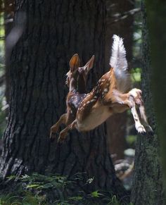 two deers are jumping up in the air near a tree and another animal is standing on its hind legs