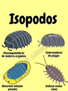 spanish poster with different types of bugs and their names in english, spanish and spanish