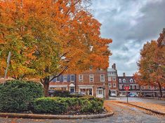 an orange tree in front of a brick building with lots of trees on the street