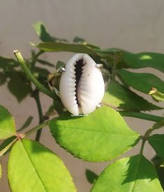 Cowrie Ring, Handmade Ring, White Stone Ring, Engagement Ring, Gifts for her Handmade Ring, Handcrafted Ring, Sterling Silver Ring, Wedding Ring, Boho Ring, Designer Ring, Handmade Jewelry, Cowrie Seashell Ring, Statement Ring, Silver Ring, Wedding Jewelry, Gifts for her, 100% handmade ring with Cowrie 92.5% sterling silver Cowrie shells are known as the most successful and the best form of currency in the various regions of the world. According to the African legends, the cowrie shells are repr Silver Shell-shaped Ring For Gift, Unique Silver Shell Rings, Handmade White Shell Rings, Silver Shell Rings For Gift, Nickel Free White Toe Ring, Cowrie Ring, Seashell Ring, Silver Ring Wedding, Large Stone Rings