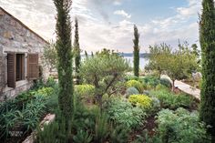 an outdoor garden with lots of plants and trees