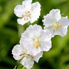 three white flowers with green leaves in the background