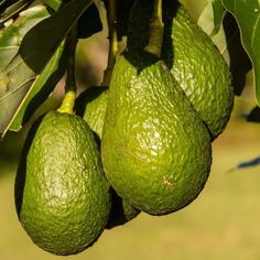 three green avocados hanging from a tree