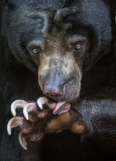 a large black bear holding something in its mouth with it's tongue and claws