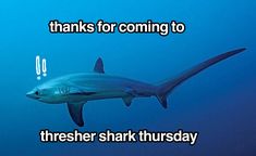 an image of a shark saying thanks for coming to the sea with it's mouth open