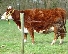 a brown and white cow standing on top of a grass covered field next to a fence