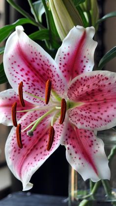 a pink and white flower in a glass vase