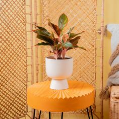 a potted plant sitting on top of a yellow stool