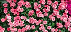 many pink flowers are growing on the side of a building