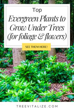 the top evergreen plants to grow under trees for foliage and flowers are featured in this post