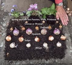 there are many different types of plants growing in the ground with their names on it