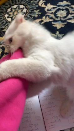 a white cat playing with a pink toy on top of a book and carpeted area