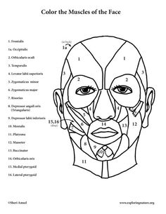 the muscles and face coloring page