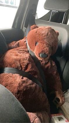 #ikeabear #bear Car Seat Aesthetic, Ikea Teddy, Fat Orange Cat, Kodiak Bear, Bear Pillow, Winter Bear, Bear Hat, School Trip