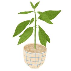 a potted plant with green leaves in it on a white background, drawn by hand