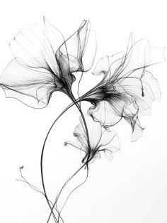 a black and white photo of flowers on a white background