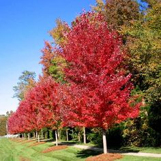 a row of trees with red leaves in the middle of a green field and blue sky