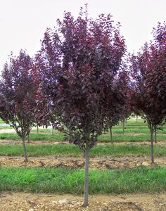 several trees with purple leaves in an open field