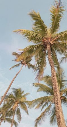 the palm trees are reaching up into the blue sky