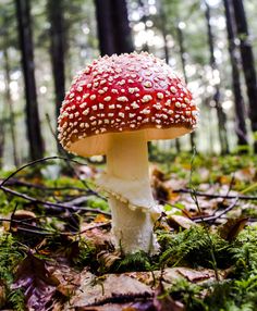 a red and white mushroom in the forest