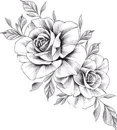 two roses with leaves on the stems and one flower in the middle is drawn by hand