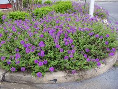 purple flowers growing in the middle of a street