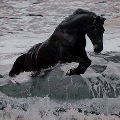 a black horse is running through the water on its hind legs and back legs as it jumps over a wave