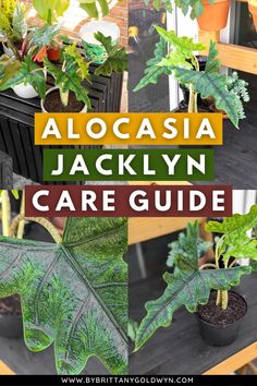 alocasia jacklyn care guide with images of plants and potted plants