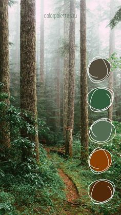 a path in the woods with four circles on each side and three colors at the bottom