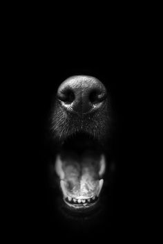 a black and white photo of a dog's face with it's mouth open