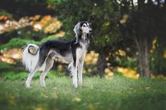 a black and white dog standing on top of a lush green field next to trees