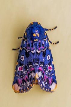 a blue and yellow moth sitting on top of a wall