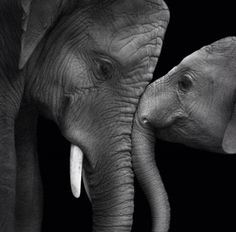 two elephants are touching each other's trunks with their tusks in black and white