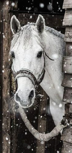 a white horse sticking its head out of a stable door in the snow with it's nose hanging over a slat fence