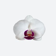 a white and purple flower on a white background