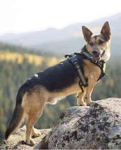 a dog standing on top of a large rock