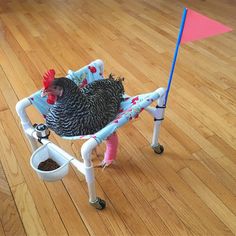 a chicken sitting in a chair on top of a hard wood floor