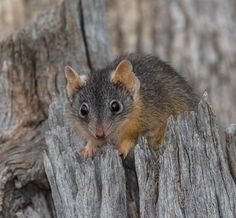 a small animal sitting on top of a tree stump