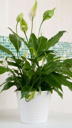 a potted plant with green leaves and white flowers on a table in front of a tiled wall