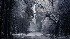 a snow covered forest filled with lots of trees and bushes next to a dirt road