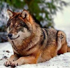 a wolf laying in the snow looking at something