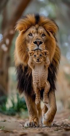 an adult lion walking with a baby in its mouth on a dirt path near trees