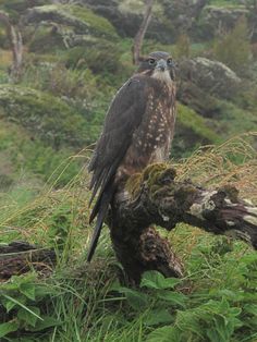 a bird sitting on top of a tree branch in the grass and trees behind it